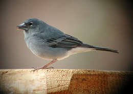 Image of Blue Chaffinch