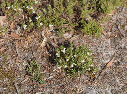 Image of Brachyloma ciliatum (R. Br.) Benth.