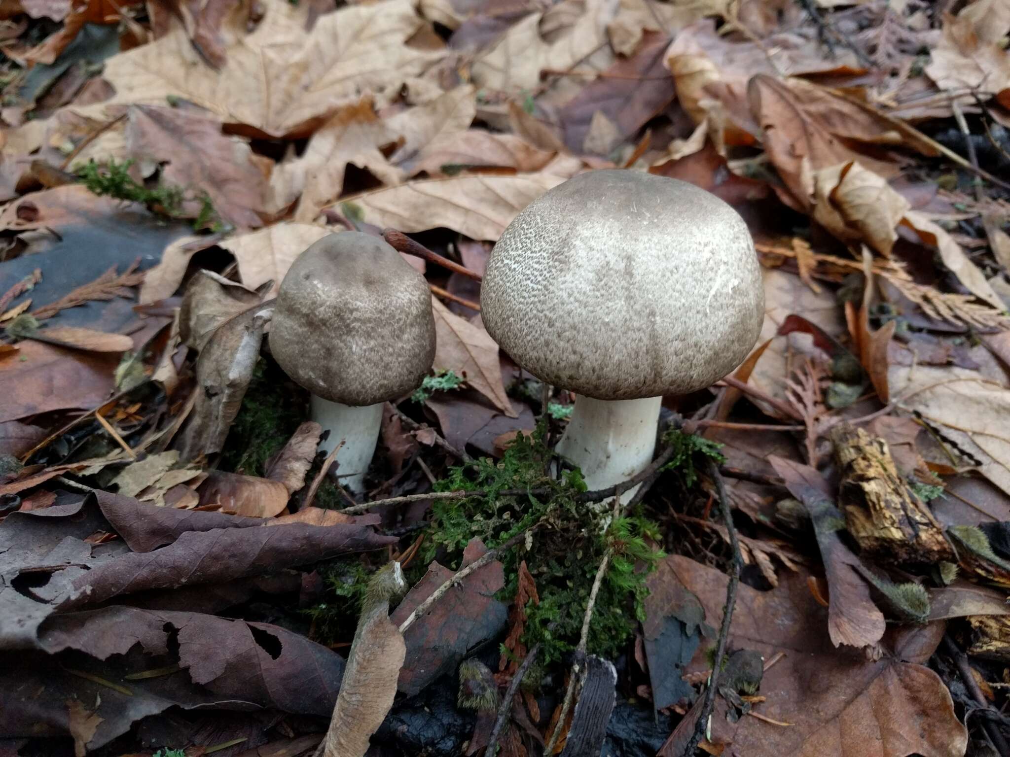 Image of Agaricus deardorffensis Kerrigan 2016