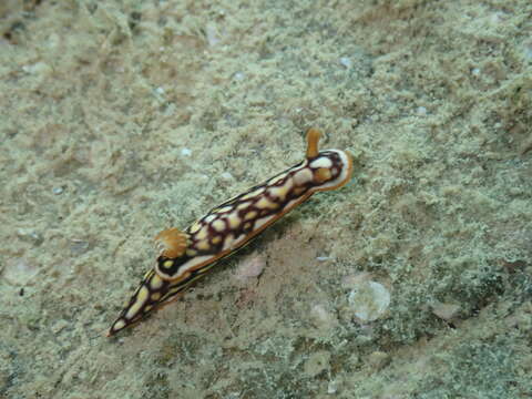 Image of Orange edge khaki slug