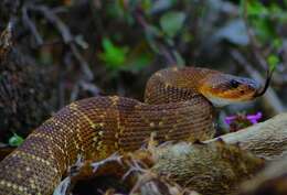 Image of Crotalus molossus nigrescens Gloyd 1936