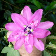 Image of Passiflora rosea (Karsten) Killip