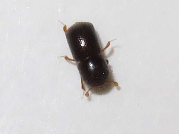 Image of Bark beetle