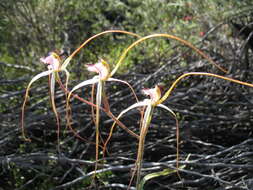 Image of Daddy-long-legs spider orchid