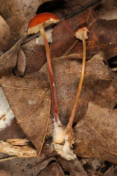 Image de Marasmius sullivantii Mont. 1856