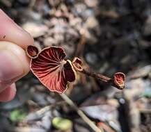 Imagem de Anthracophyllum lateritium (Berk. & M. A. Curtis) Singer 1951