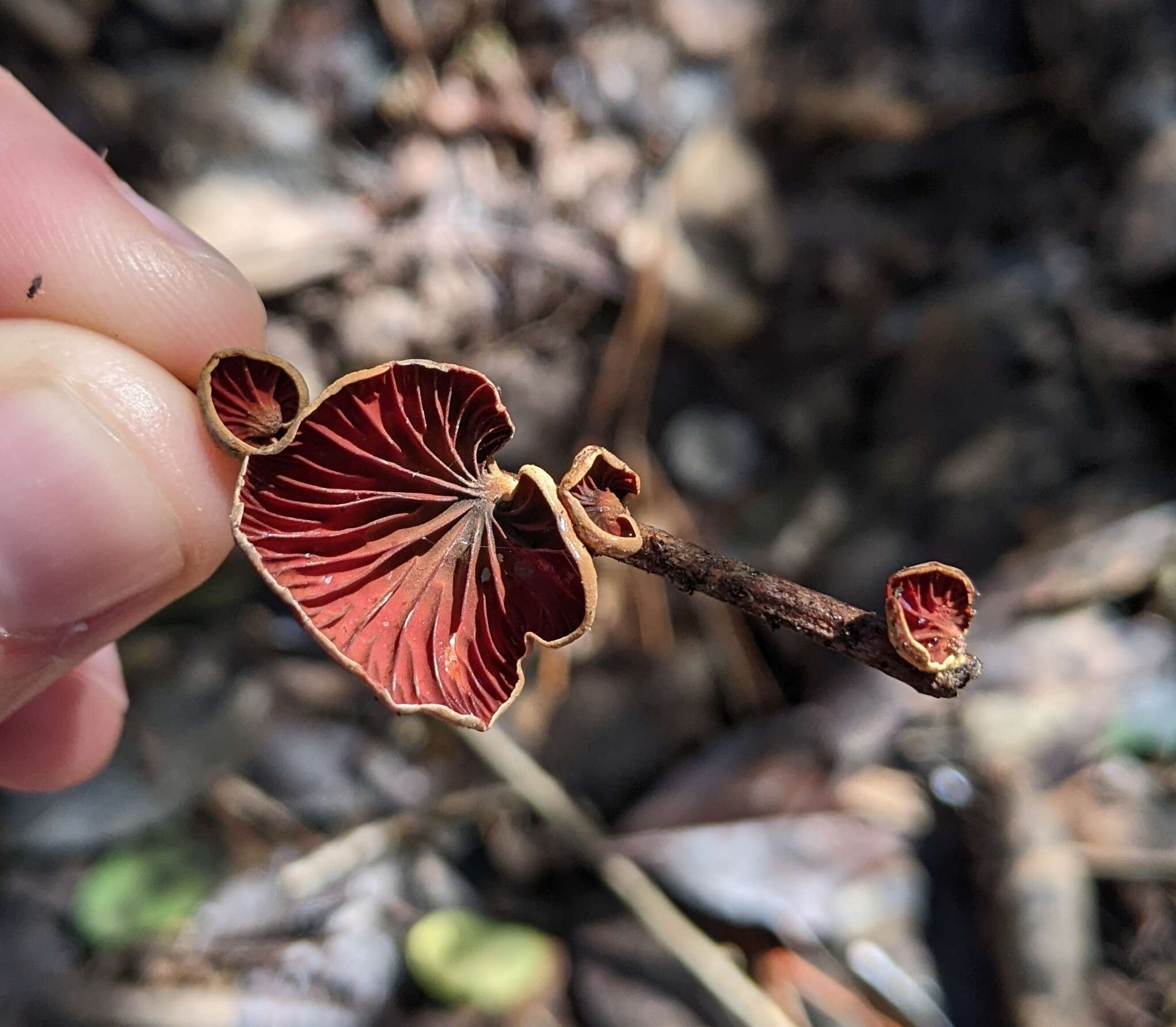 Plancia ëd Anthracophyllum lateritium (Berk. & M. A. Curtis) Singer 1951