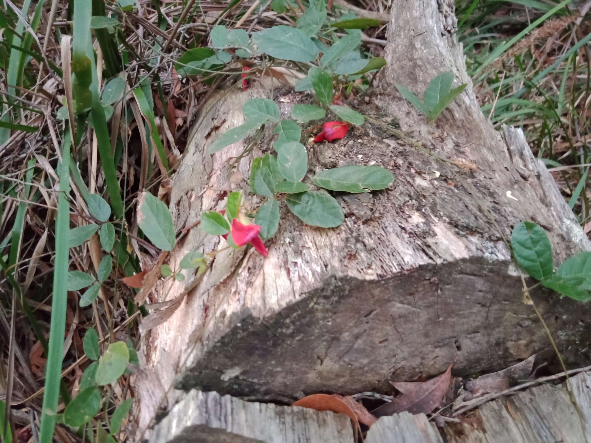 Image of Kennedia rubicunda Vent.