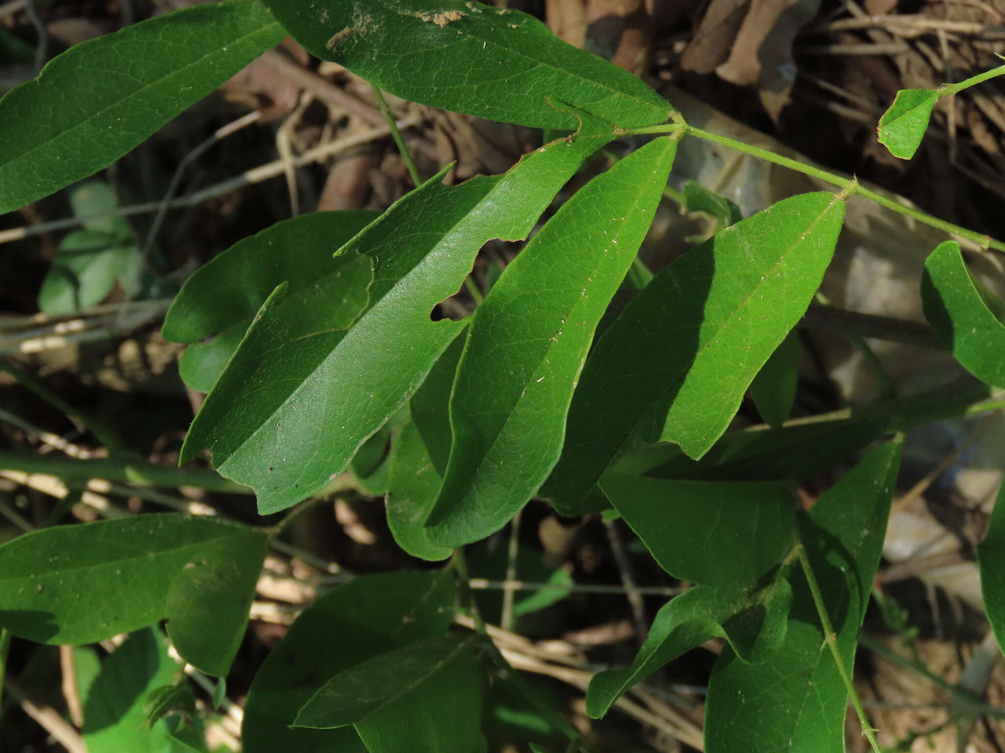 Image of Callerya nitida (Benth.) R. Geesink