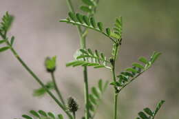 Image of Dalea foliolosa (Aiton) Barneby