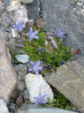 Image of Mount Cenis Bellflower