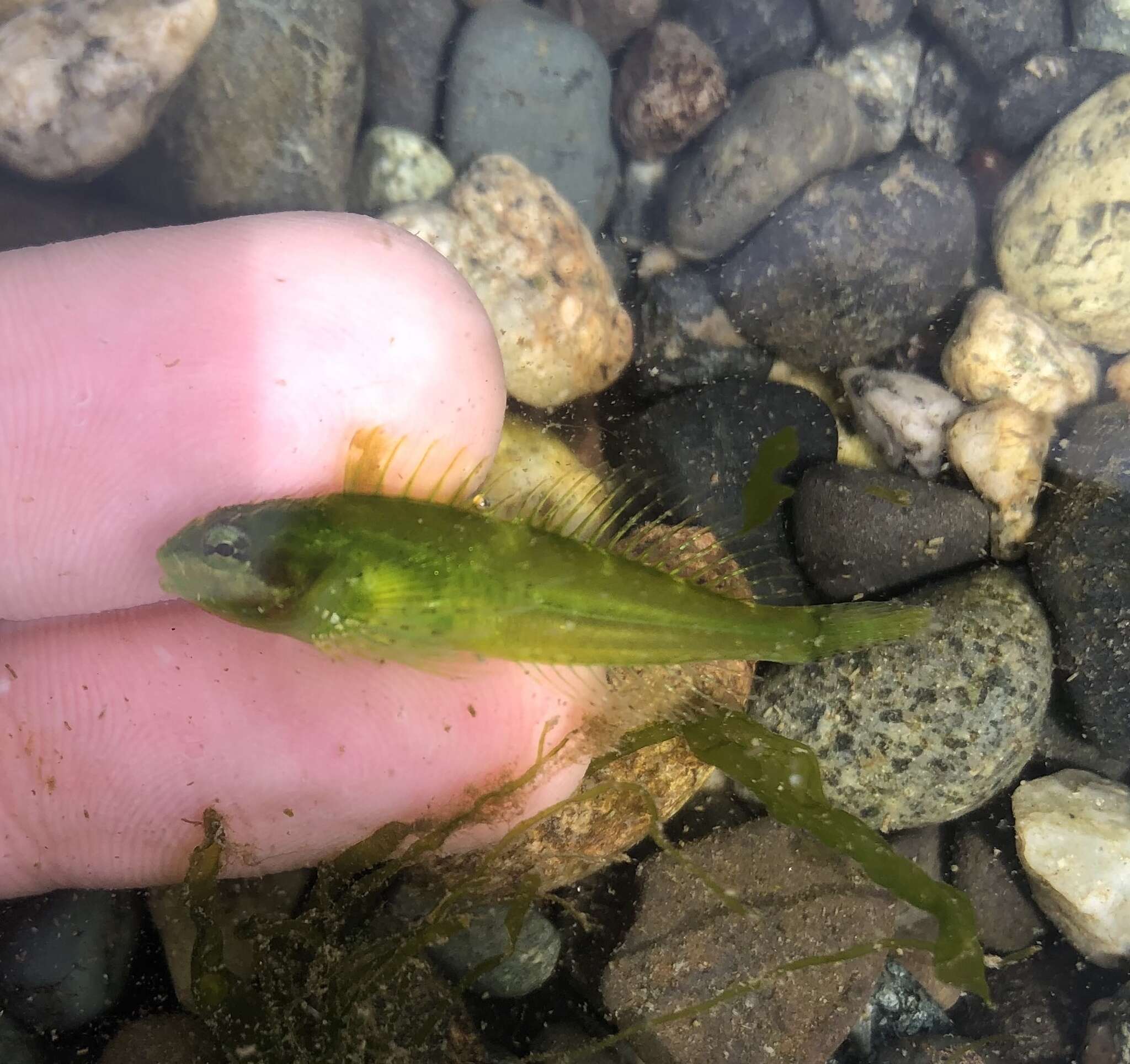 Image of Sharpnose sculpin