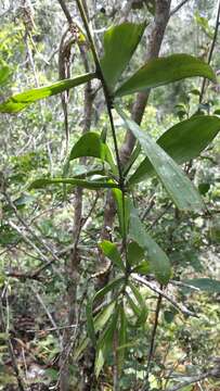 Image of Dypsis nodifera Mart.