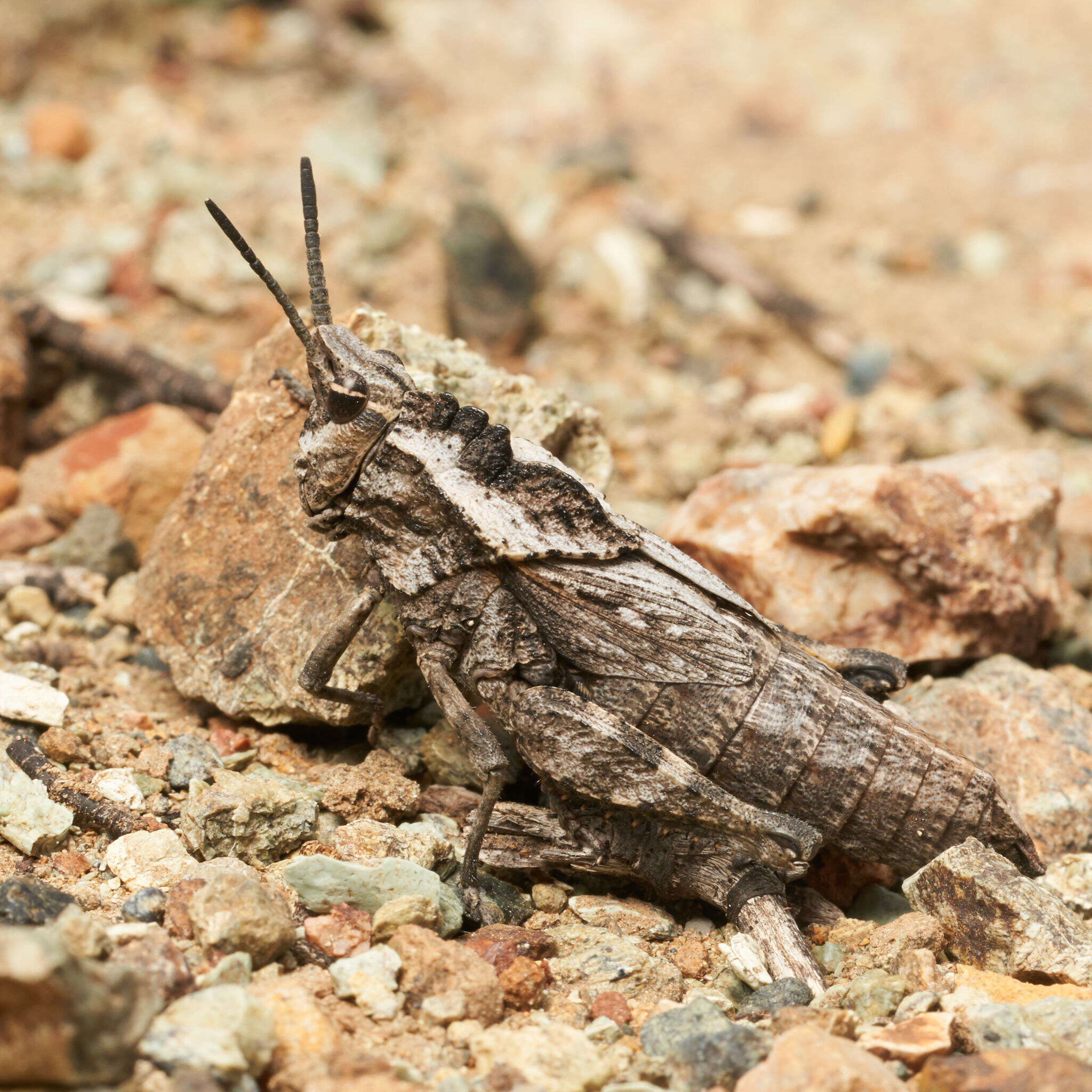 Image of Dracotettix monstrosus Bruner & L. 1889