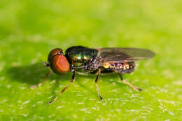 Image of Soldier fly