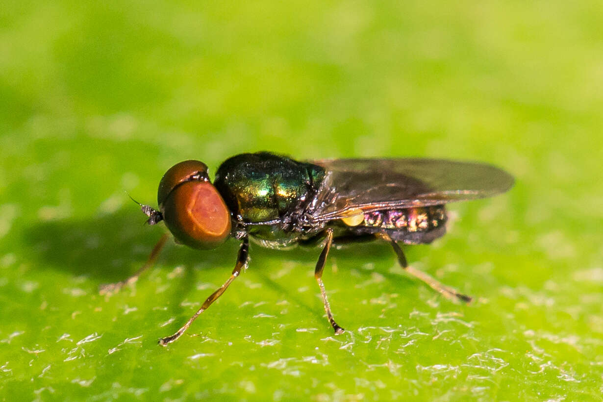 Image of Soldier fly