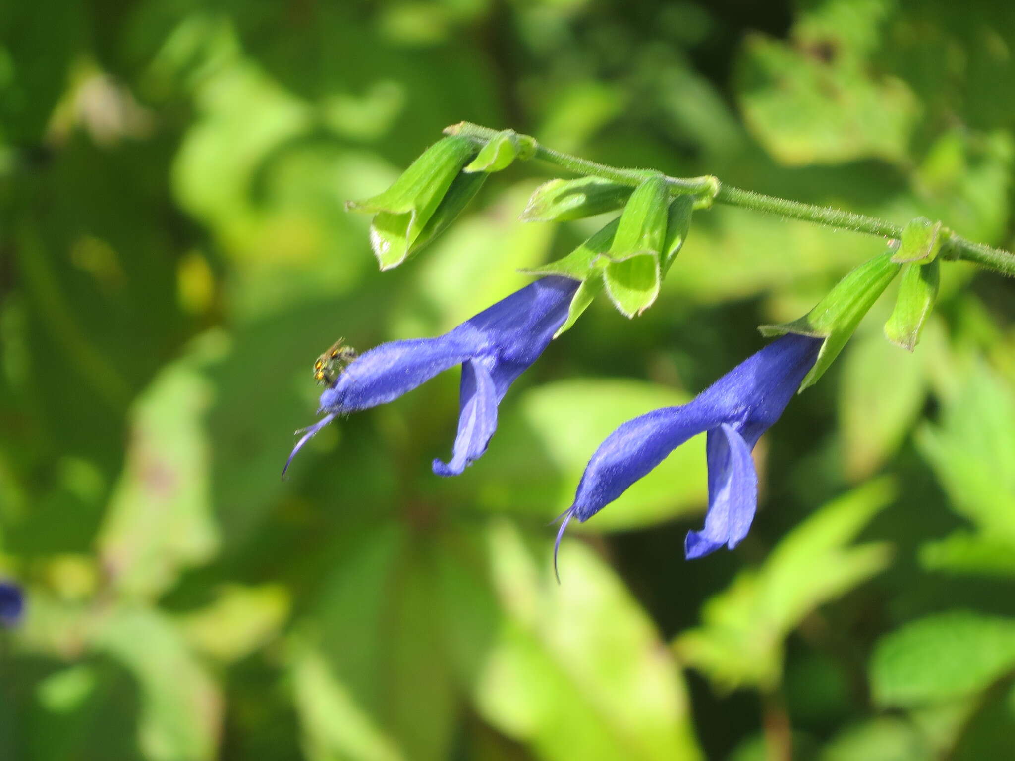 Salvia coerulea Benth. resmi