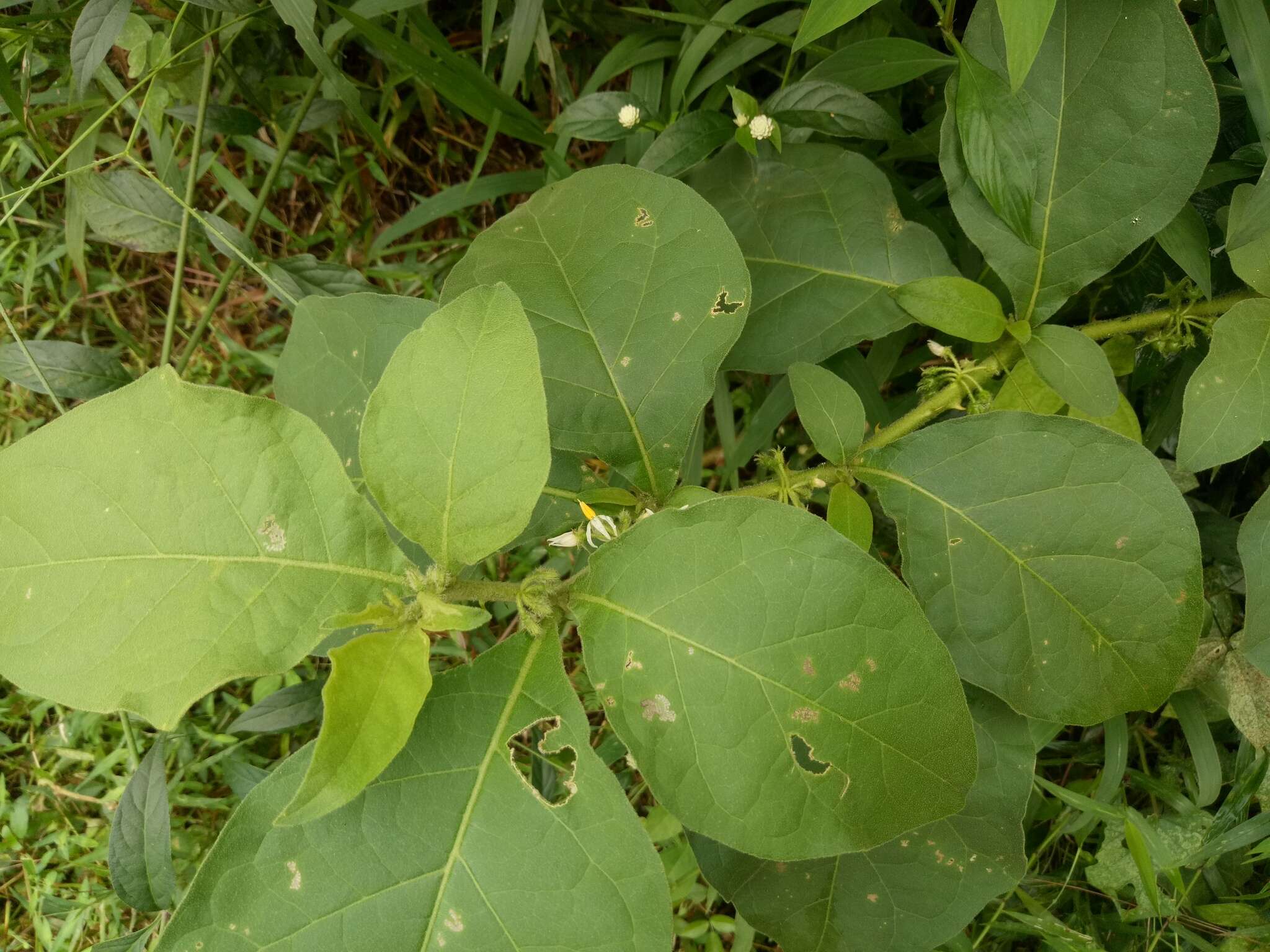 Image of Jamaican Nightshade