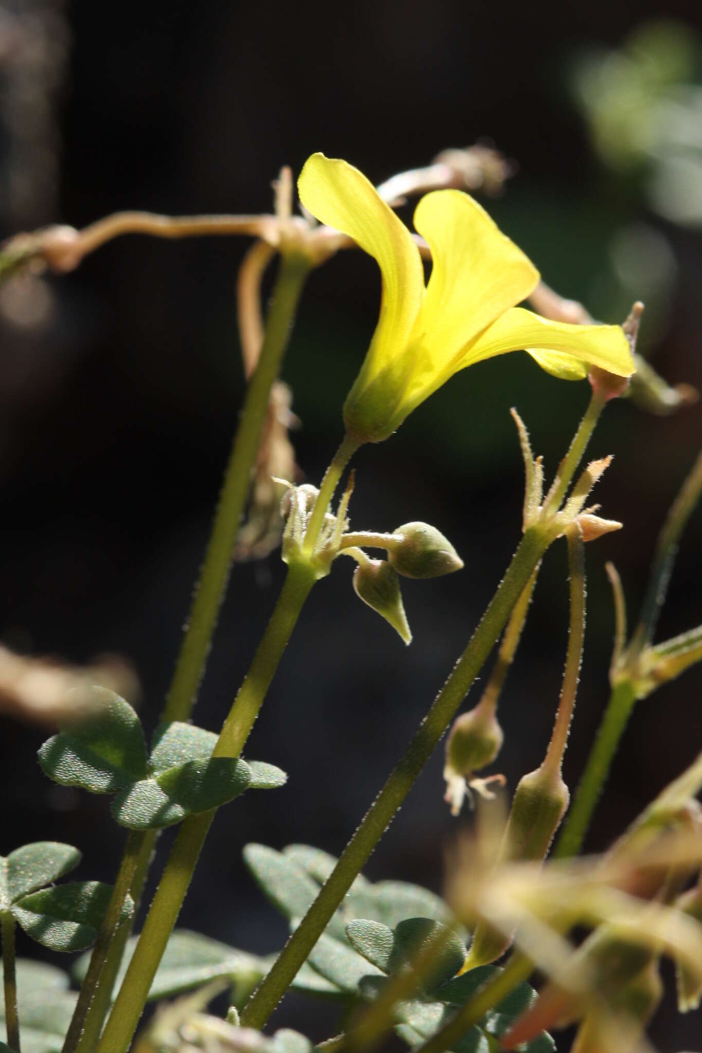 Image of Oxalis haedulipes Salter