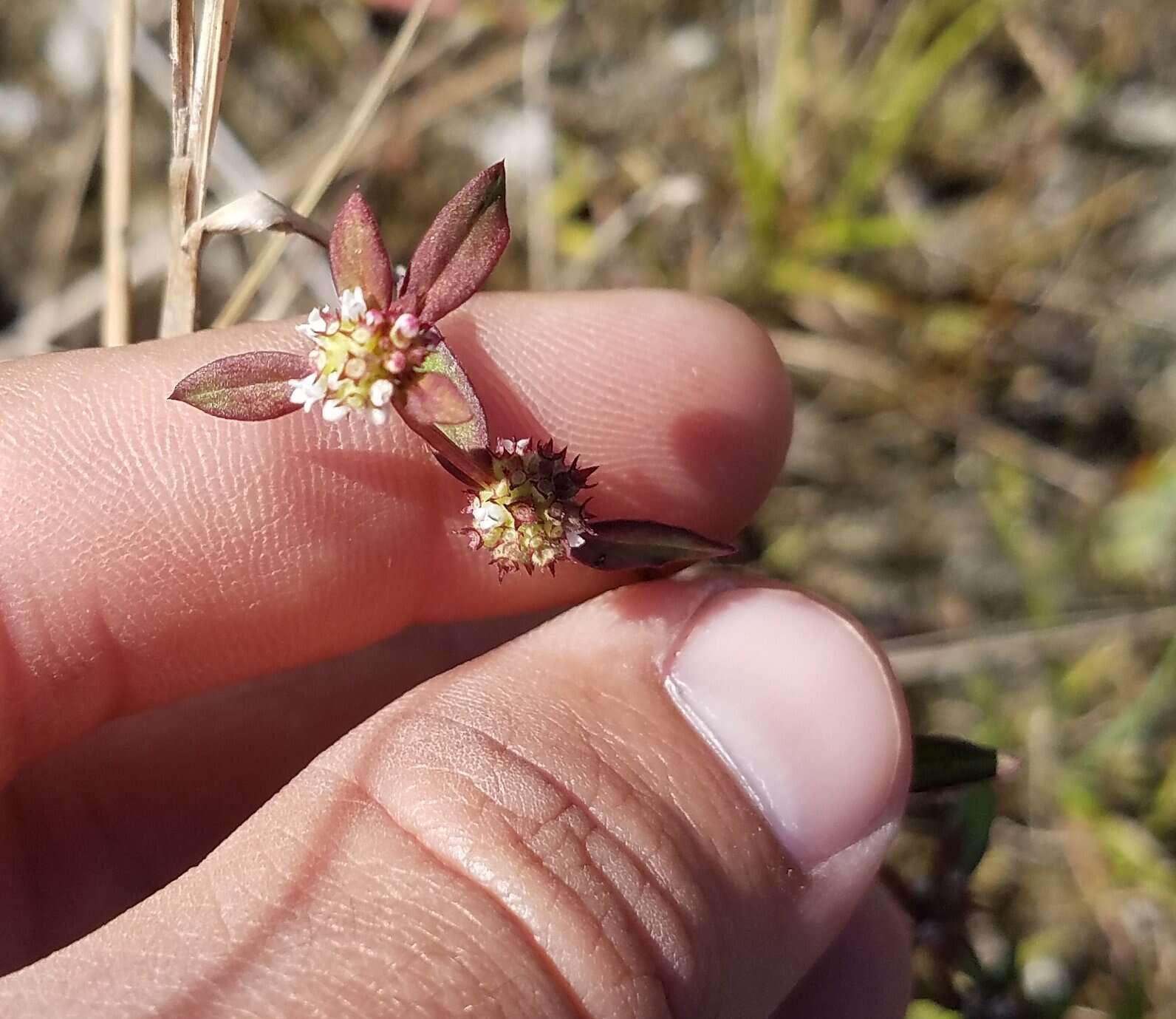 Imagem de Spermacoce keyensis Small