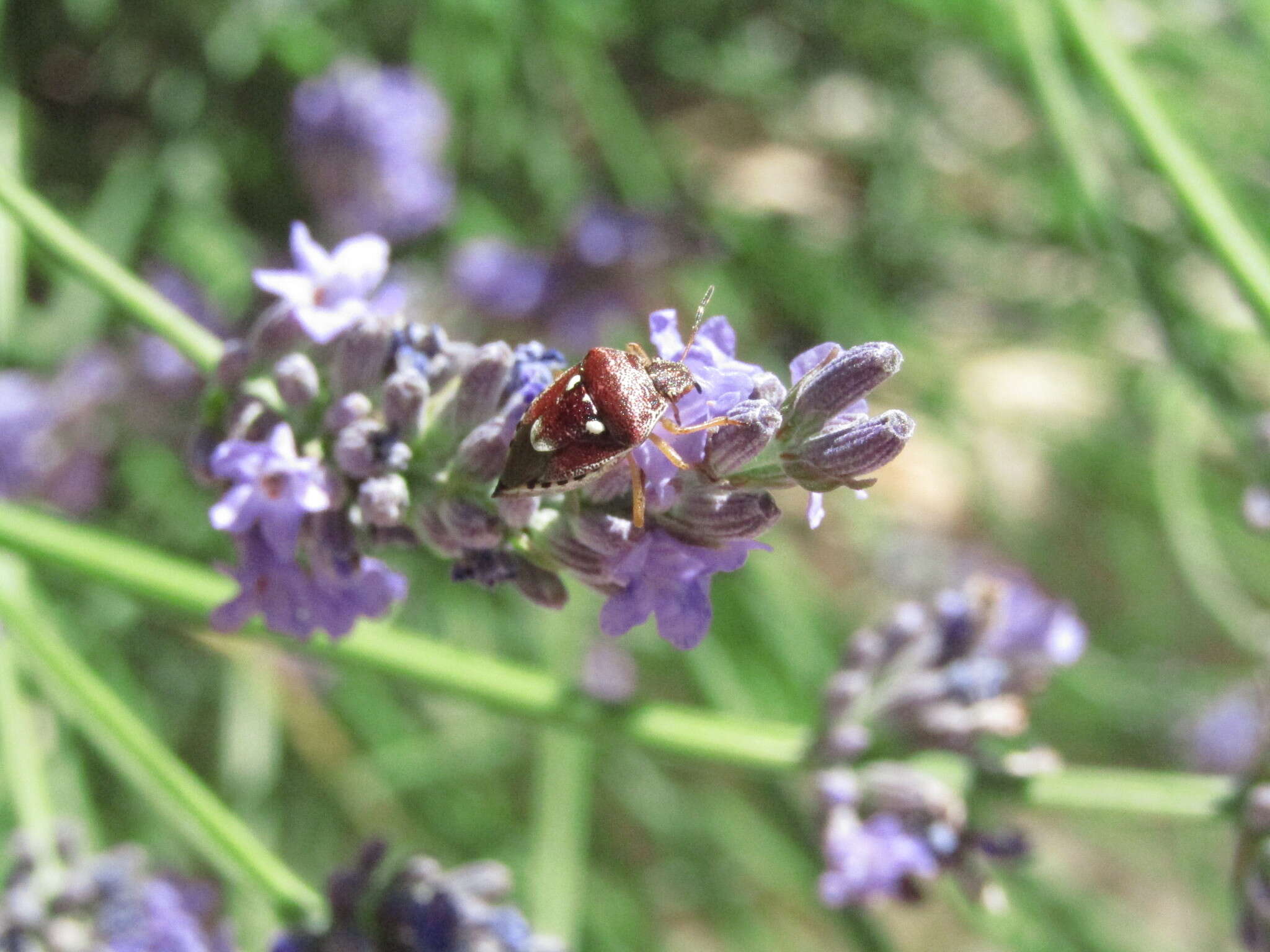 Image of <i>Stagonomus amoenus</i>