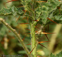 Plancia ëd Solanum sisymbriifolium Lam.