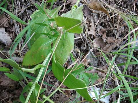 Image of Caucasalia parviflora (M. Bieb.) B. Nord.