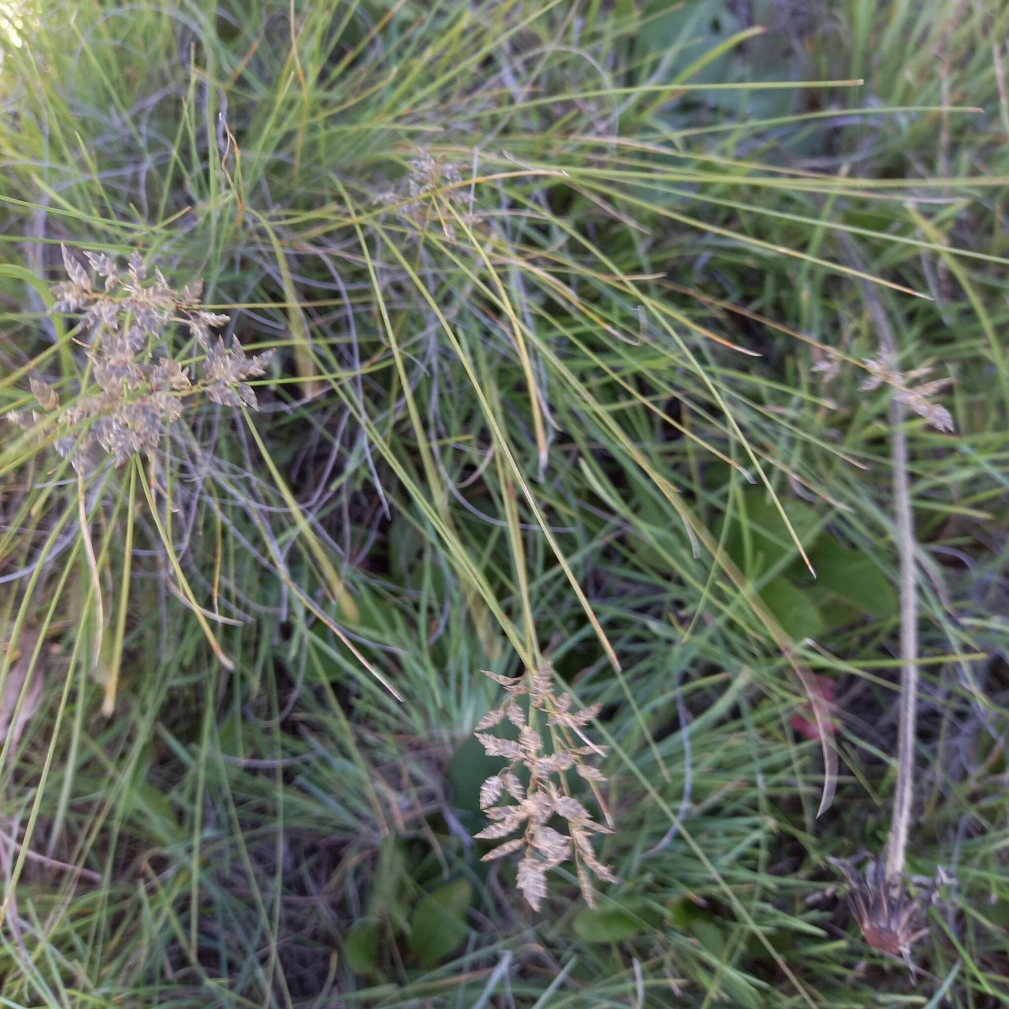 Image of Narrow heart love grass