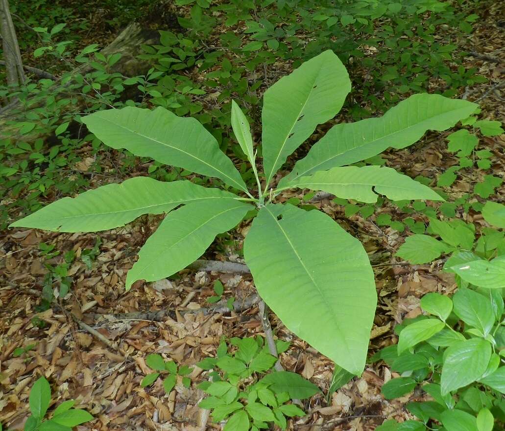 Sivun Magnolia tripetala (L.) L. kuva