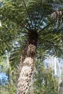 Image of Rough Tree Fern