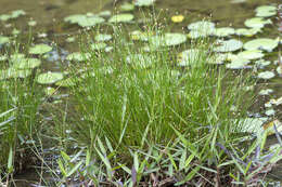 Plancia ëd Eleocharis geniculata (L.) Roem. & Schult.