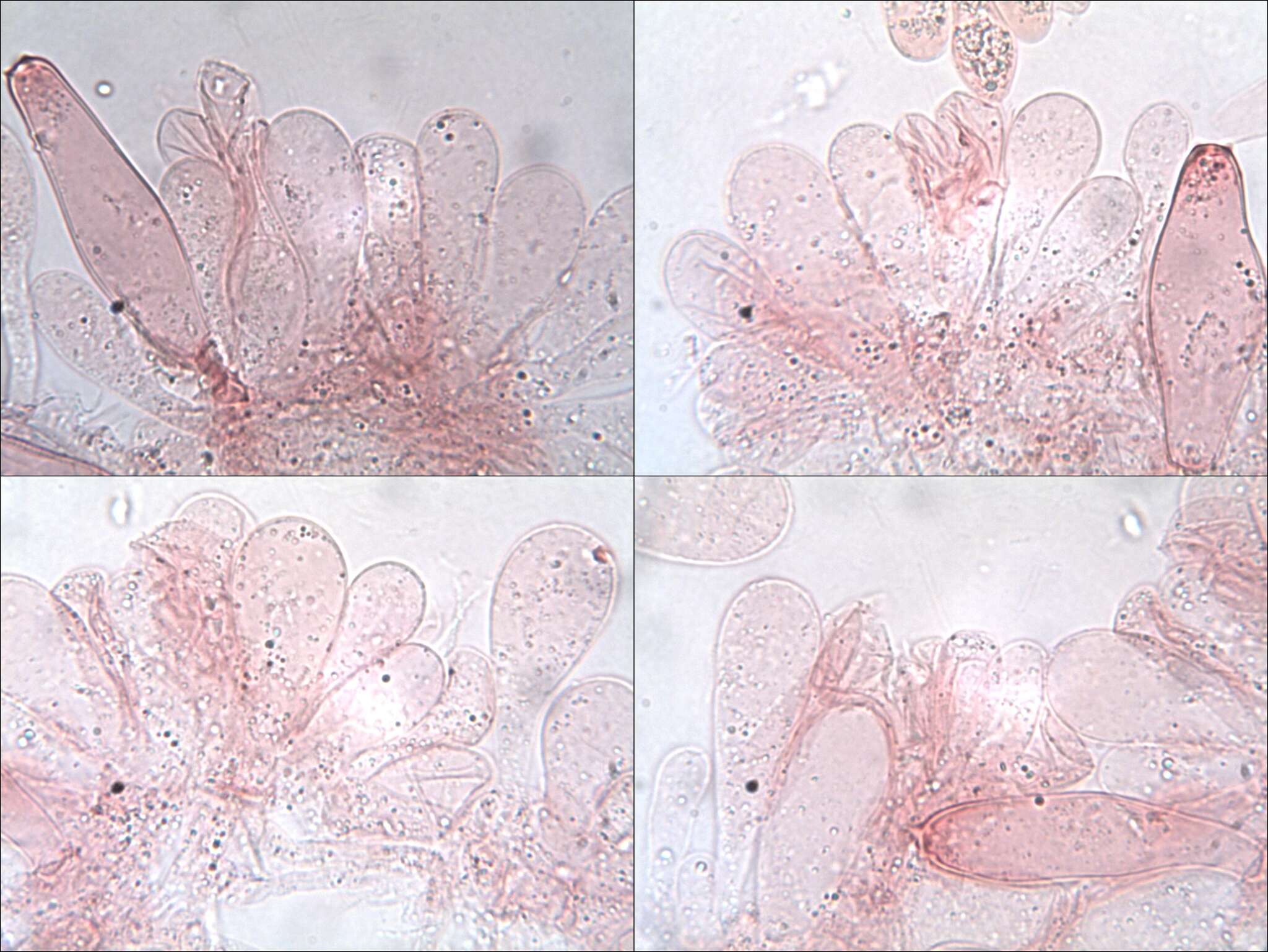 Pluteus salicinus (Pers.) P. Kumm. 1871 resmi