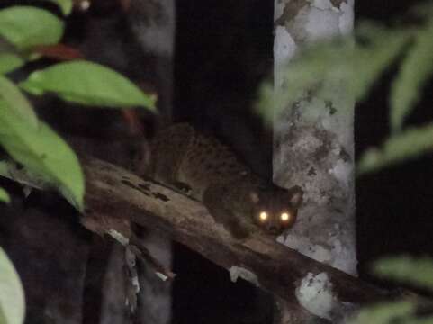 Image of African palm civets