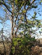 Слика од Vachellia californica (Brandegee) Seigler & Ebinger