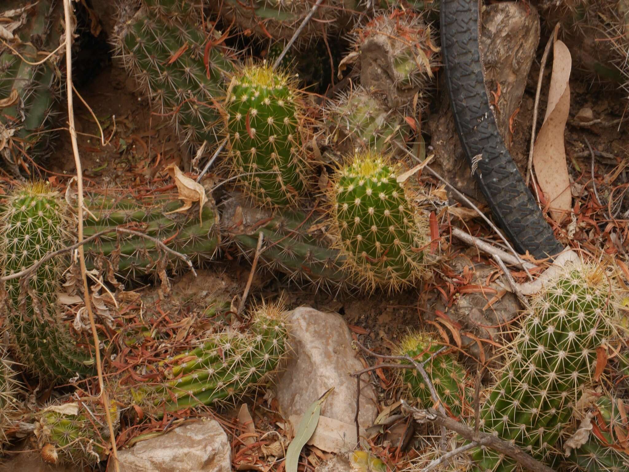 Image of Echinopsis volliana (Backeb.) H. Friedrich & G. D. Rowley