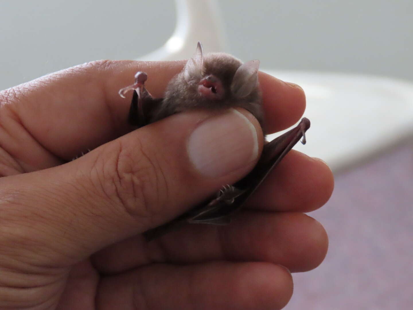 Image of Common Woolly Bat