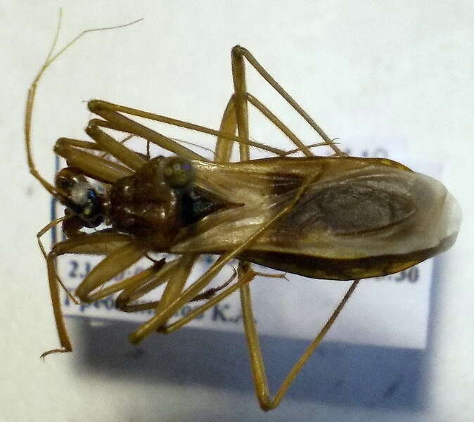 Image of Reduvius testaceus (Herrich-Schaeffer 1848)