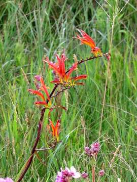 Image of zigzag crocosmia