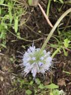 Image of Thompson's waterleaf