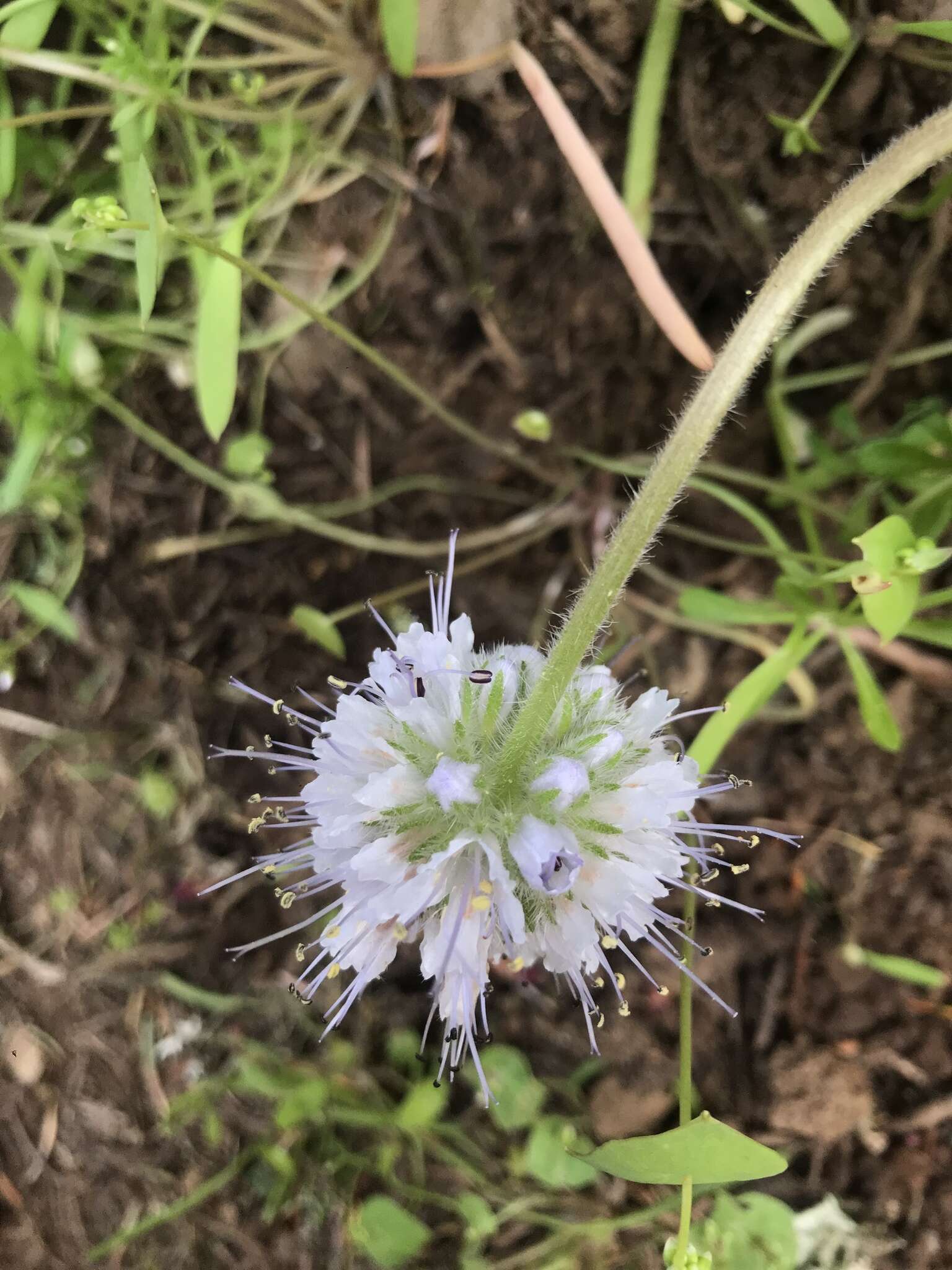 Hydrophyllum capitatum var. thompsonii (M. E. Peck) Constance的圖片