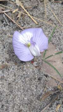 صورة Clitoria guianensis (Aubl.) Benth.