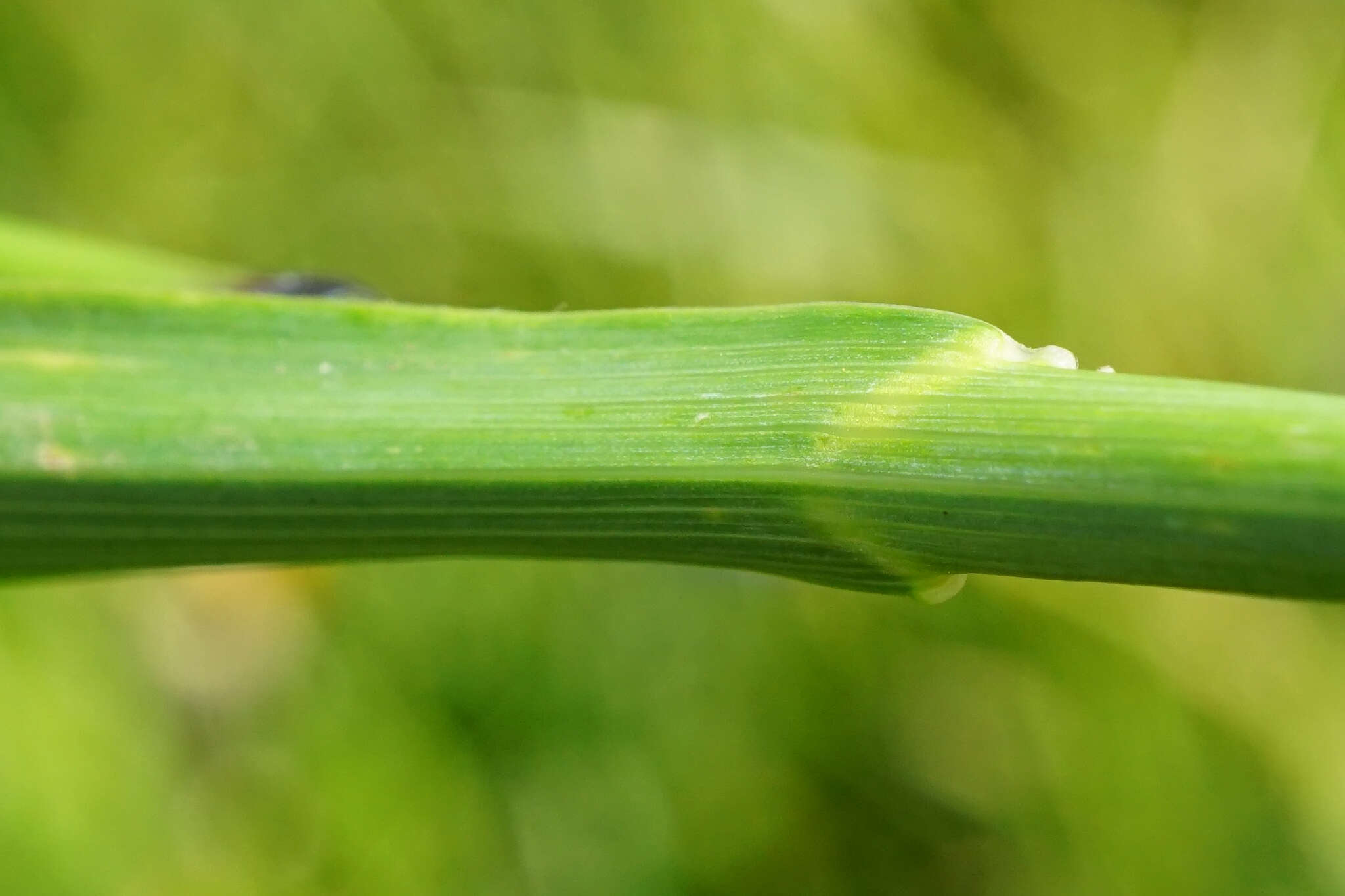 Phleum alpinum subsp. rhaeticum Humphries的圖片