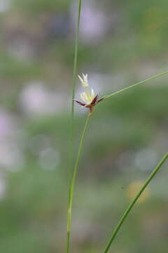 Imagem de Juncus monanthos Jacq.