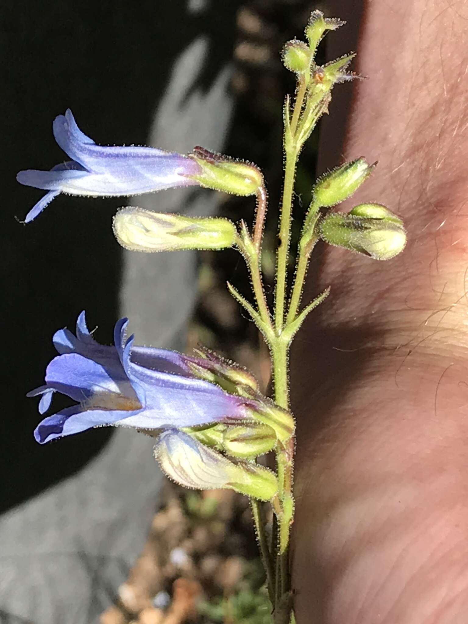 Imagem de Penstemon degeneri Crosswhite