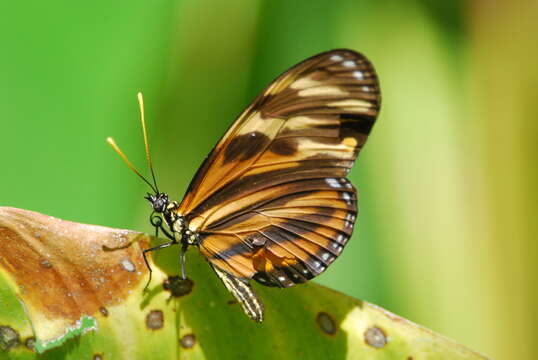 Image of Isabella’s Longwing