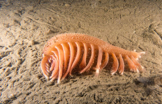 Image of luminescent sea-pen