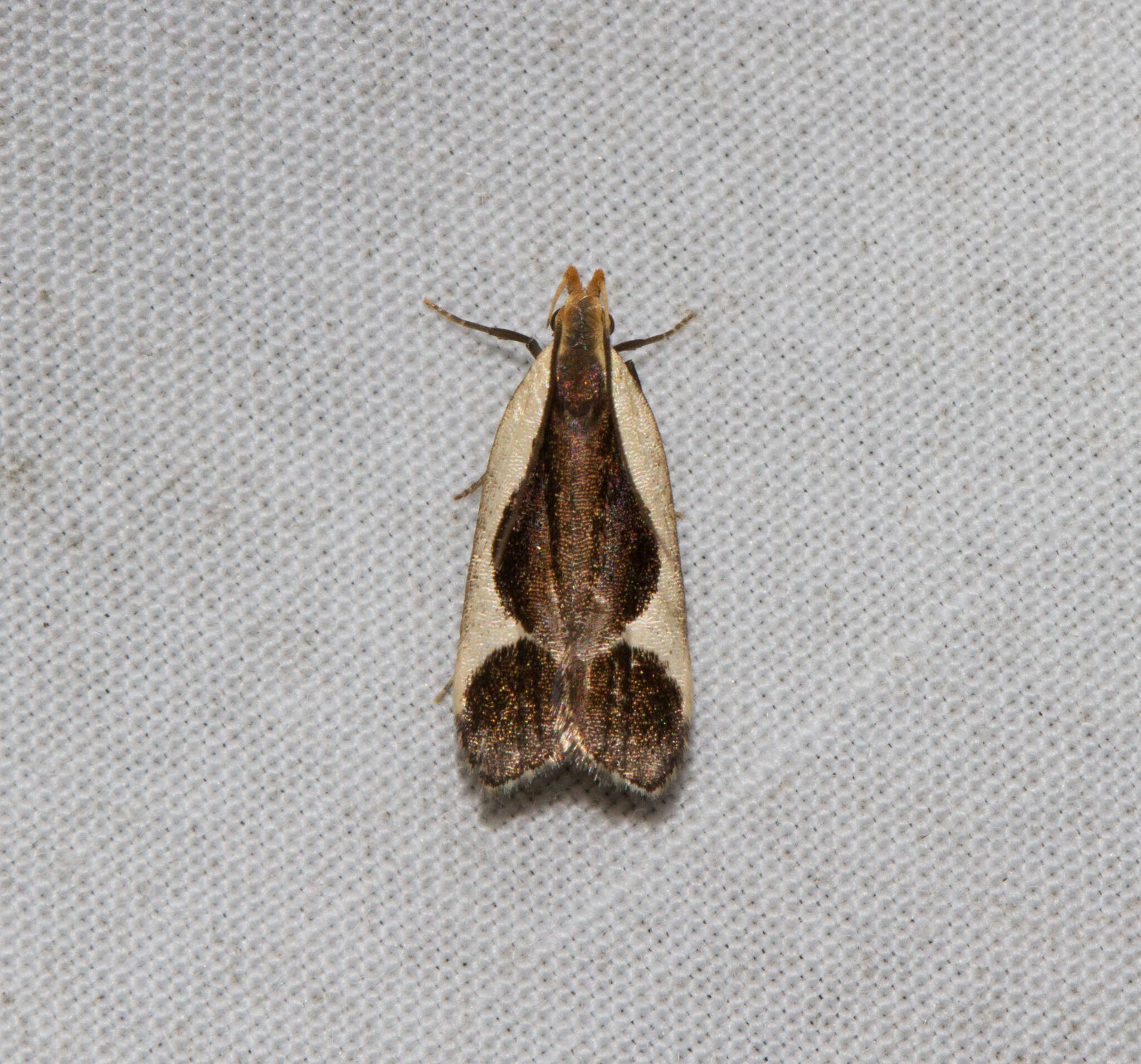 Image of Cream-bordered Dichomeris