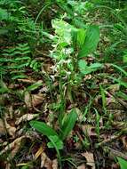 Image de Platanthera metabifolia F. Maek.