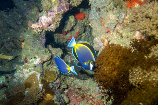 Image of Japan surgeonfish