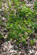 Image of early meadow-rue